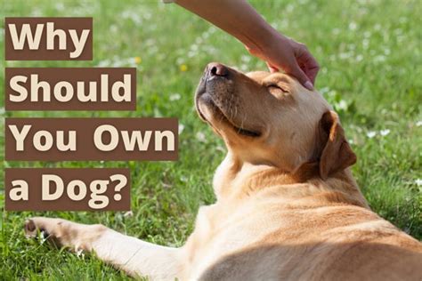 Should you own a pet? Should anyone?